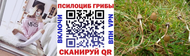 Галлюциногенные грибы Cubensis  Гай 